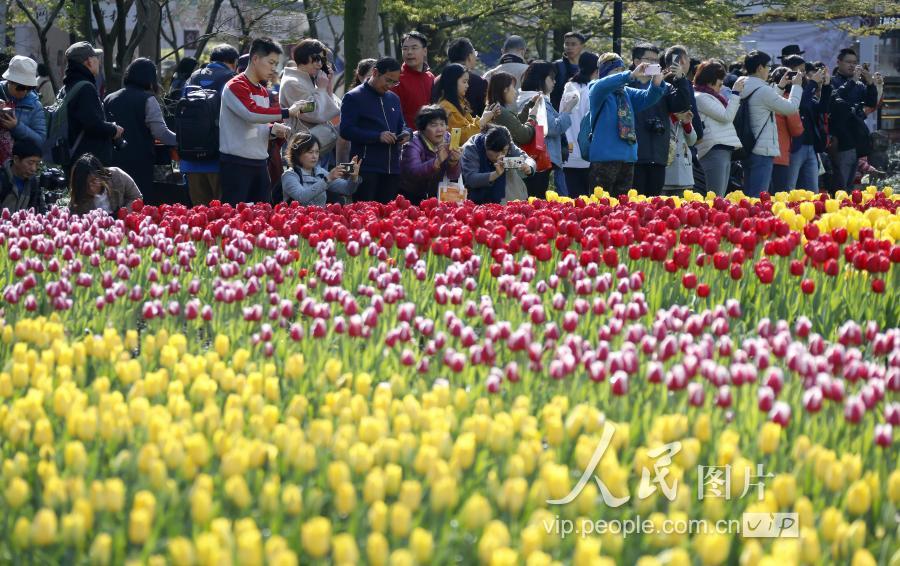 浙江杭州:西湖赏花季 游客如织