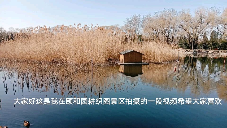 野天鹅在皇家的幸福生活