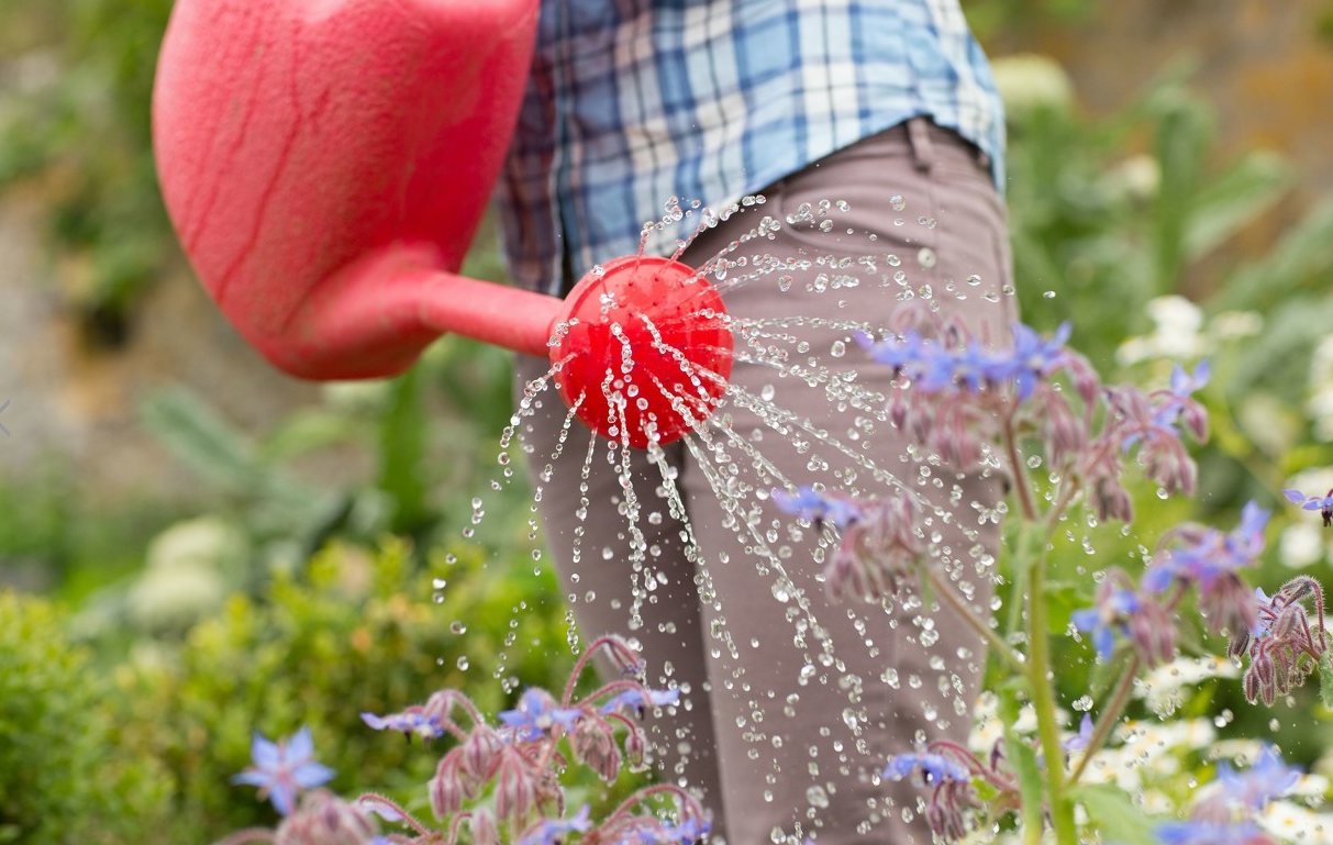 烧开过的水,可以浇花吗?