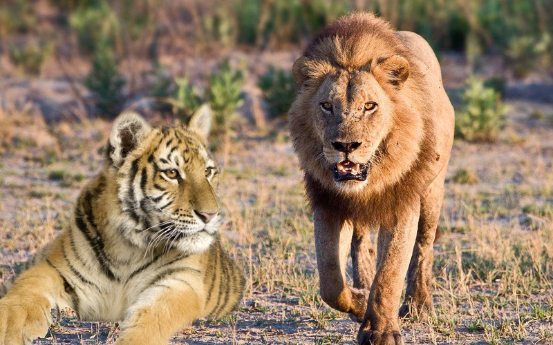 老虎的牙齿比狮子长一点,就说明虎比狮厉害?网友:不见得