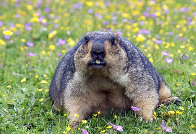 野生动物雪猪子壁纸,神灵雪猪子