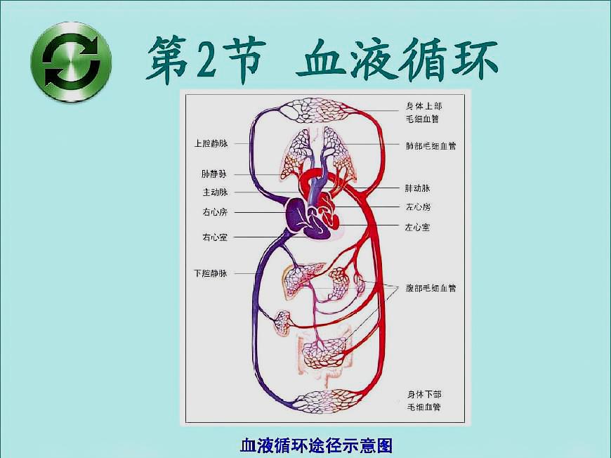 肝门静脉这一重要组织结构了解一二