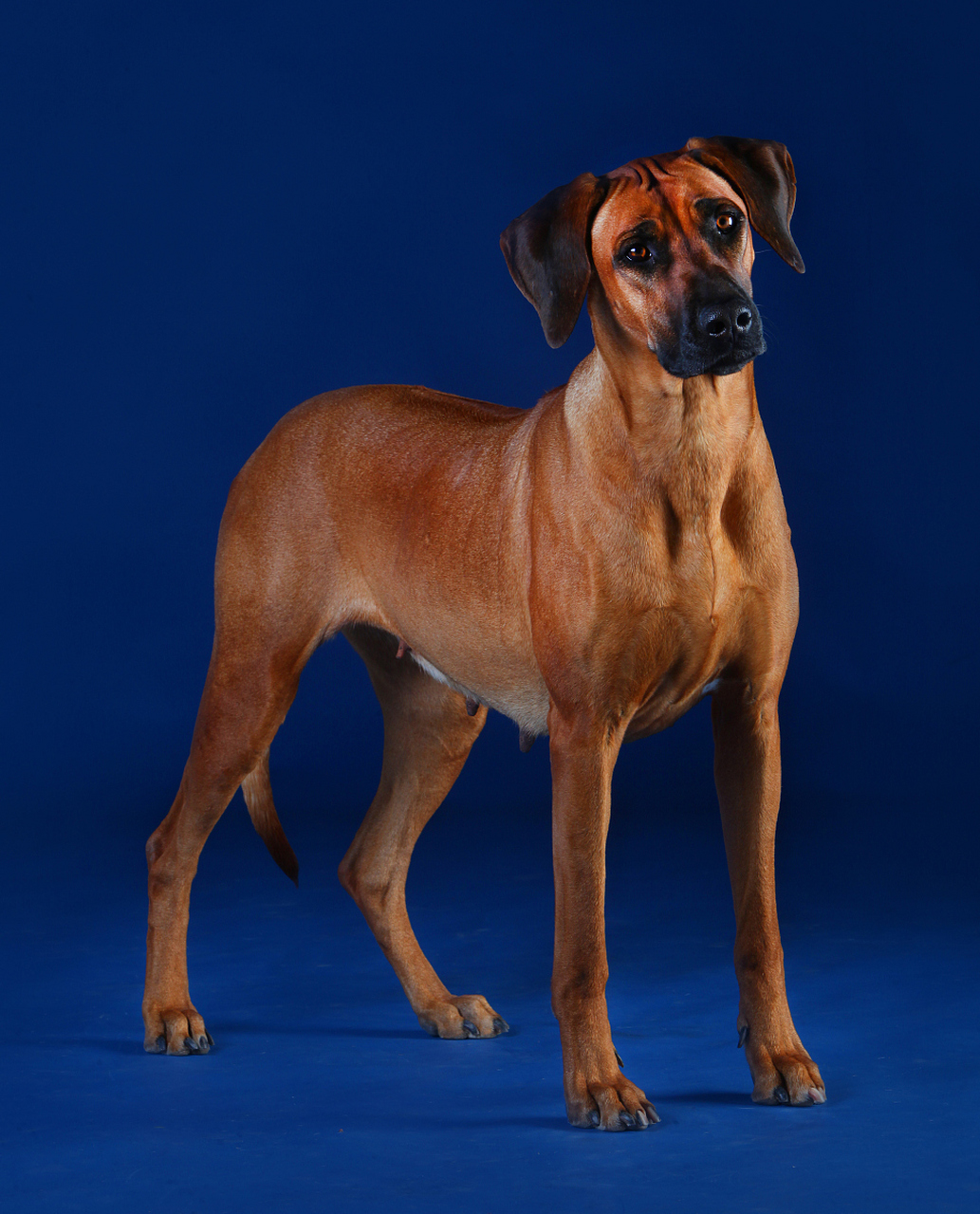 今日早安问候# #百家新收益# 法老王猎犬是一种源自埃及的古老犬种