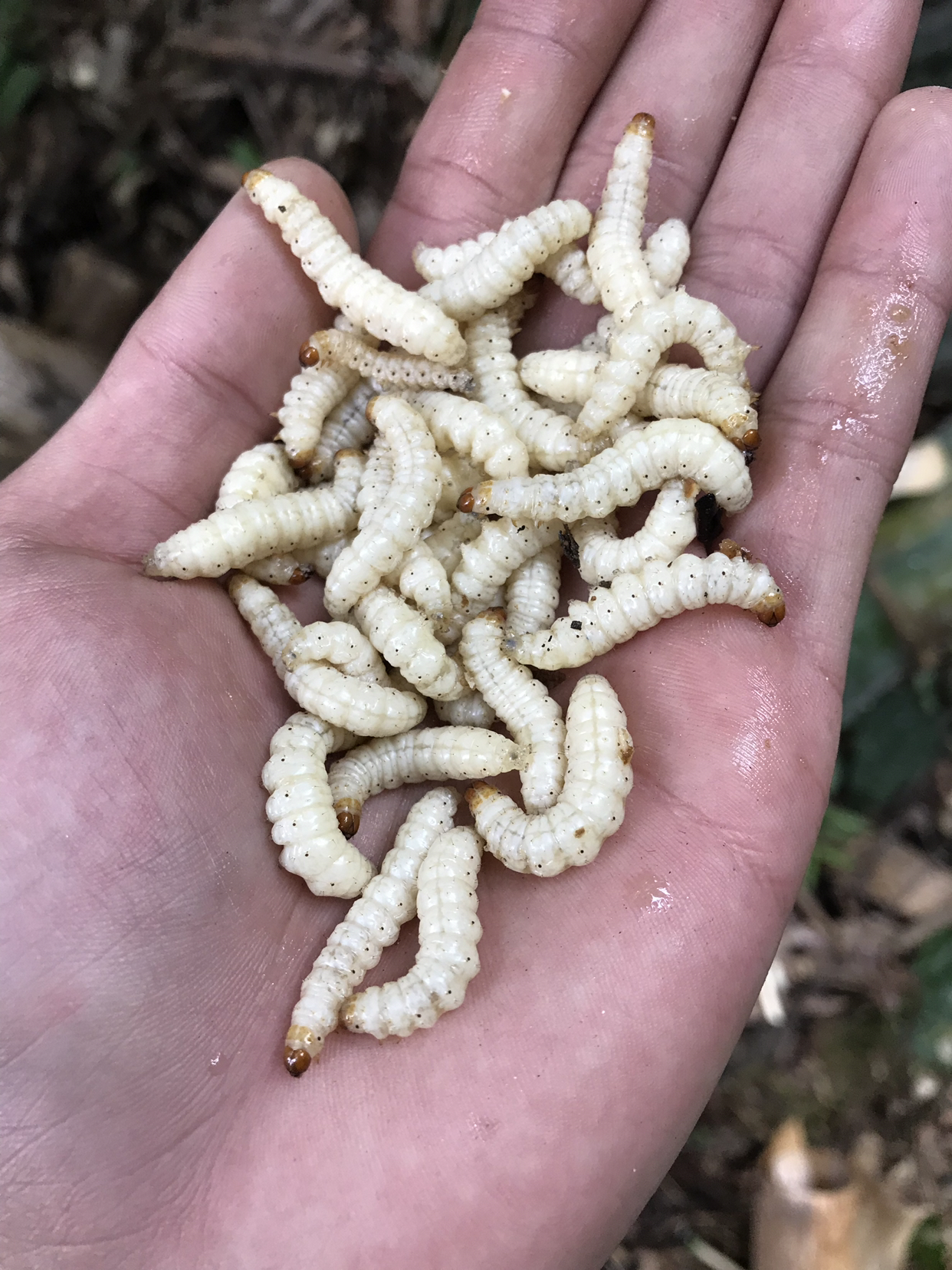 这么恶心的虫子竟然有人敢吃 竟然还卖二百多块钱一斤