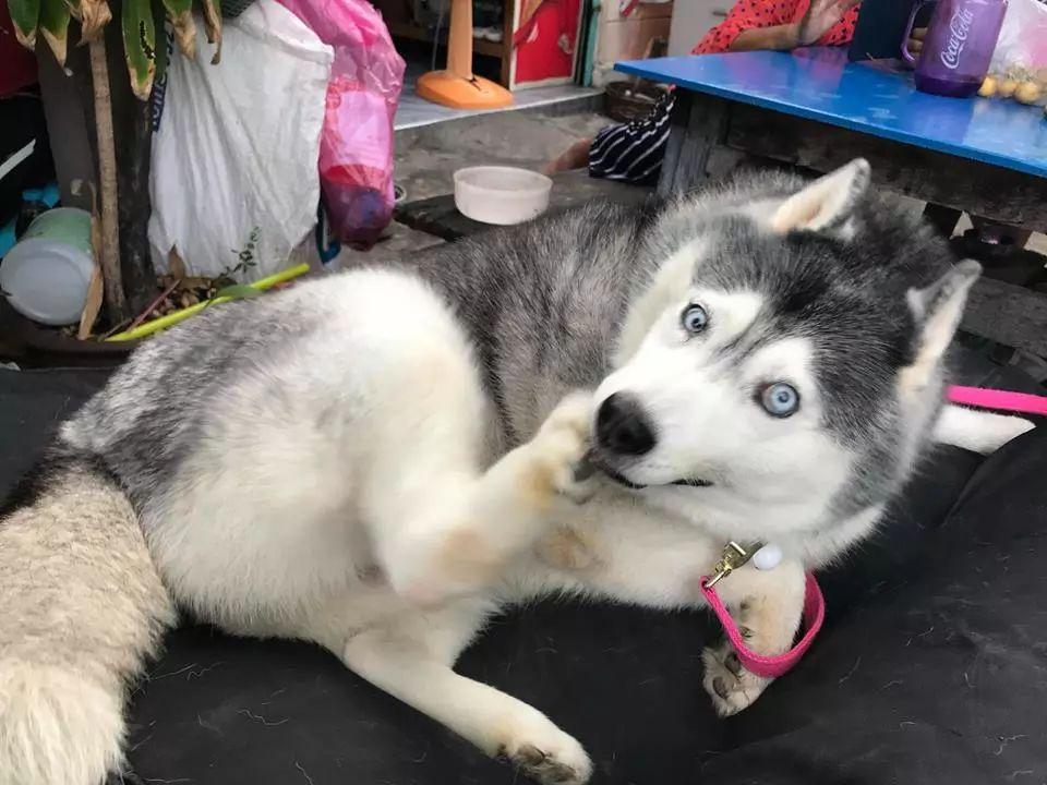 泰国网红"哈士猪"终于减肥成功了,网友:变漂亮了