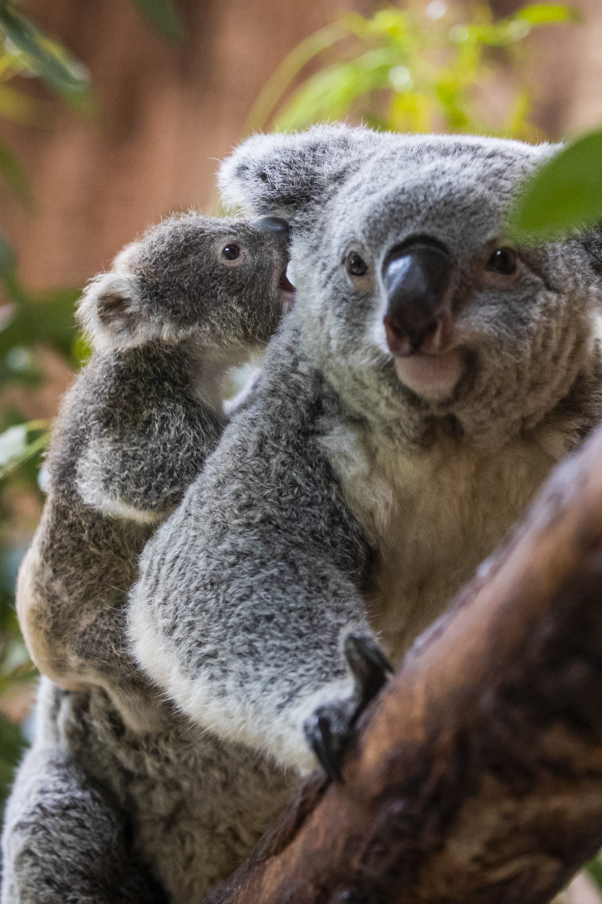 里斯本动物园的小考拉