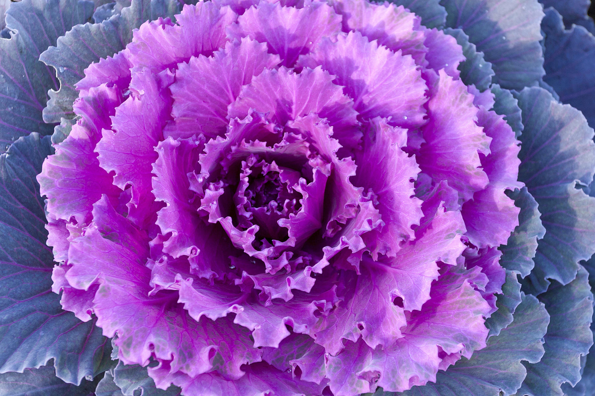 紫色芍药花图片大全图片