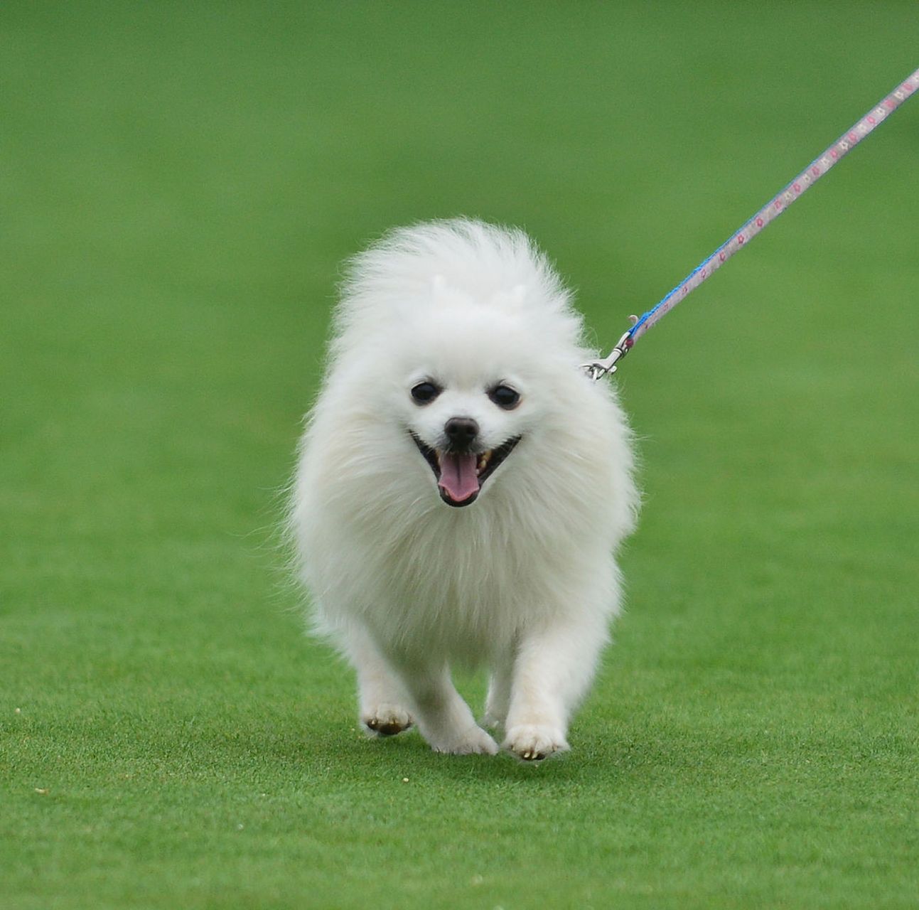 京巴狗是一种受欢迎的犬种,需要正确的饲养方法以确保其健康和快乐.