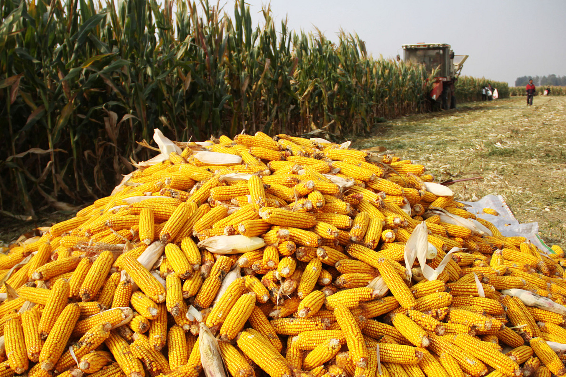 这个季节,玉米成熟了,沉甸甸的果实仿佛诉说着丰收的喜悦.