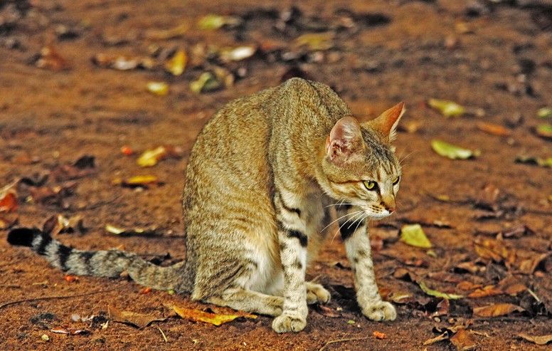 野猫单独在夜间,或晨昏活动,白天隐匿于树穴或灌丛中