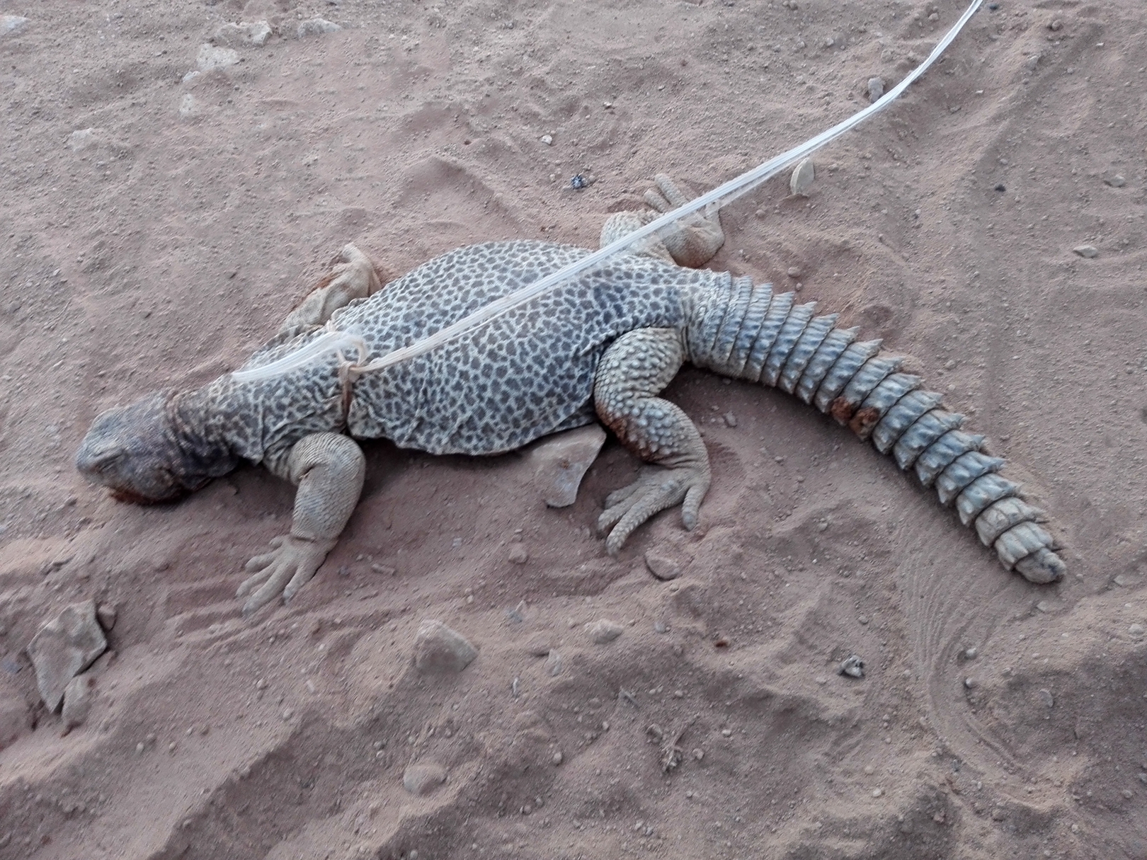 沙特阿拉伯蜥蜴