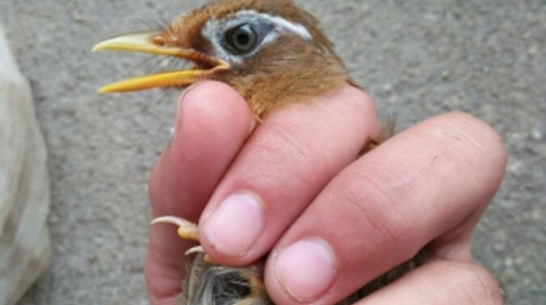 十只原毛鸟,九只易仰头,为何还有很多饲养者购买原毛画眉鸟呢?