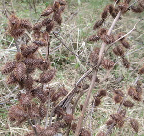 农村山上带刺的苍耳子,见到不要扔了,磨成粉喂鸡可治风寒感冒