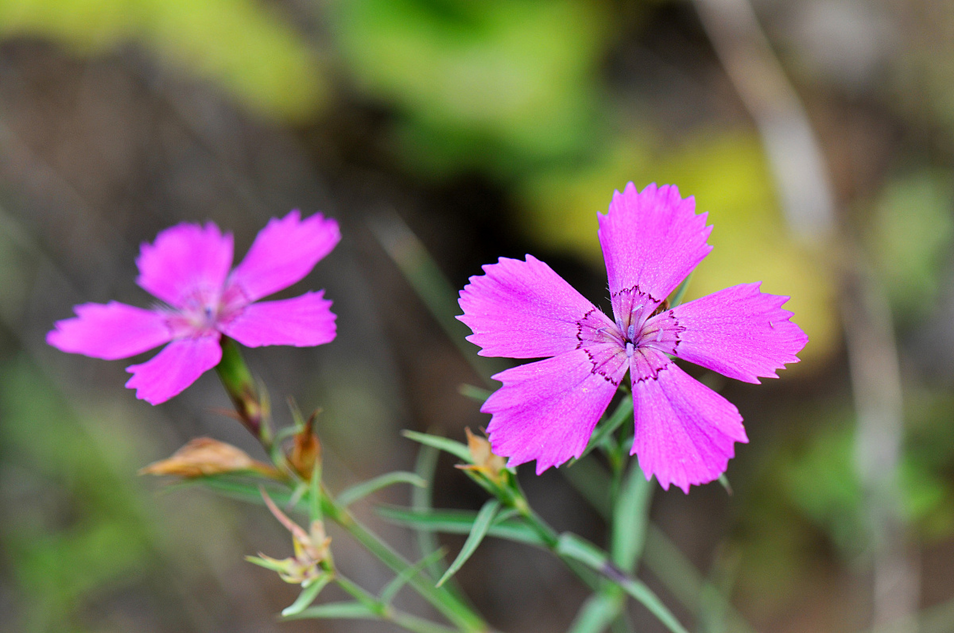 瞿麦花为瞿麦科多年生草本植物,高约20厘米左右,色红,白或杂色,枝头上
