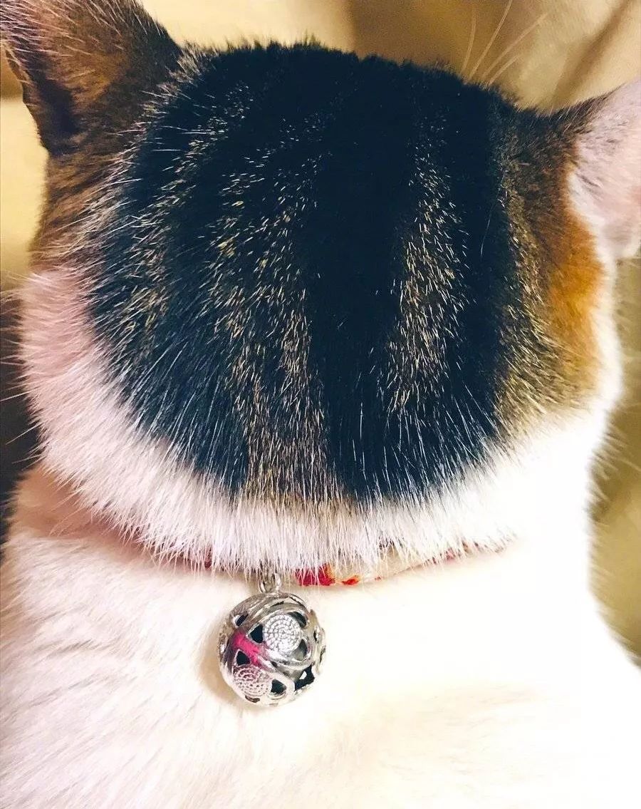 猫咪毛茸茸的后脑勺真的太太太太太太好吸了!