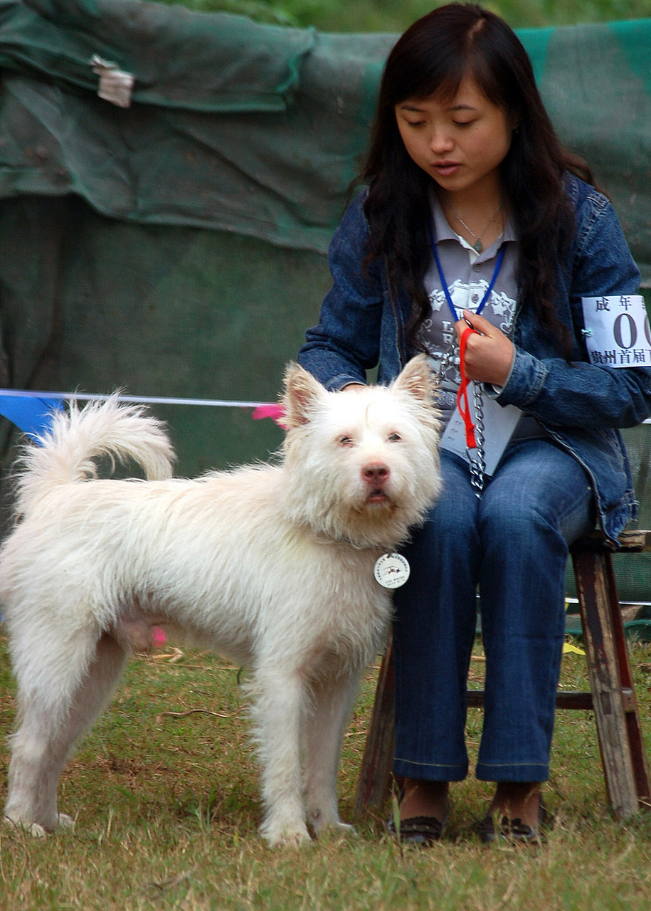 下司犬图图片