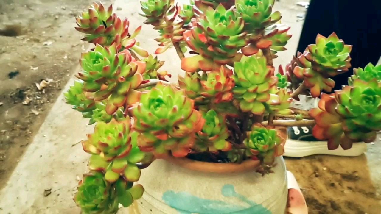 景天科多肉植物,你们知道多肉蒂亚吗?看看上盆效果有多美