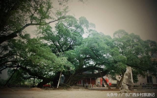 華夏第一榕——廣西桂林市平樂縣張家鎮榕津古榕