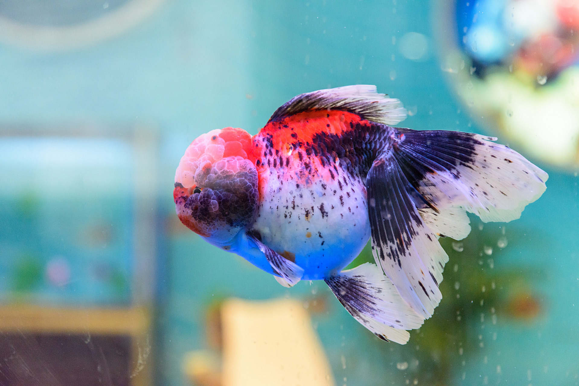 泰狮金鱼迷人眼,但养殖门槛却不低.水质,饲料和繁殖条件要求苛刻!