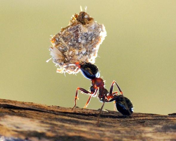 高清近距离看蚂蚁大力士,最后一张简直逆天了