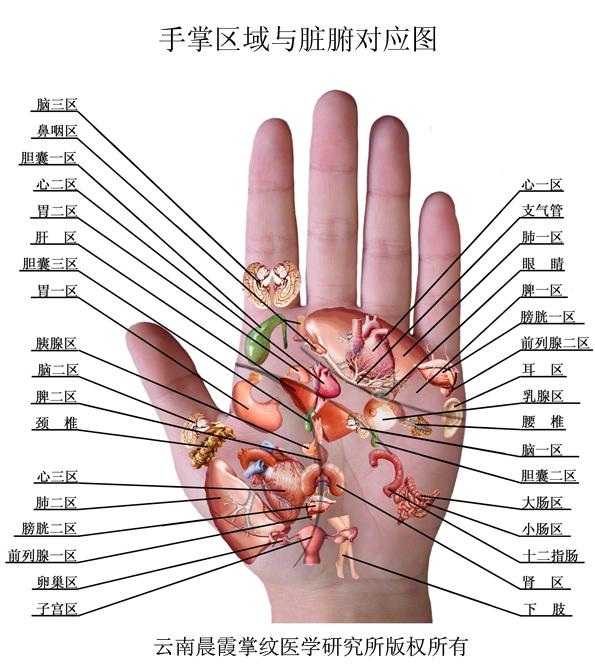 掌纹四条线图解图片