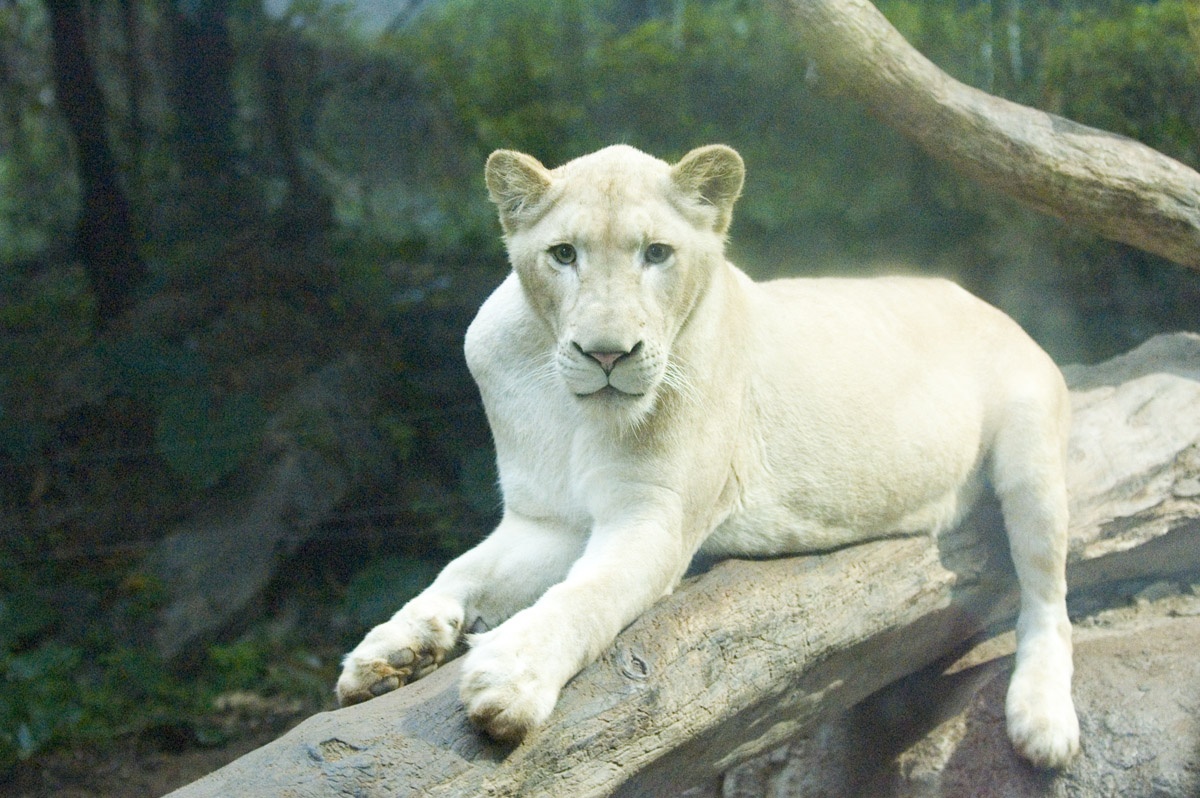 科普一下,了解白狮子的请举手