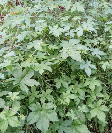 农村被用来喂猪的野草,人称南方人参,能保肝解毒还"降三高"!