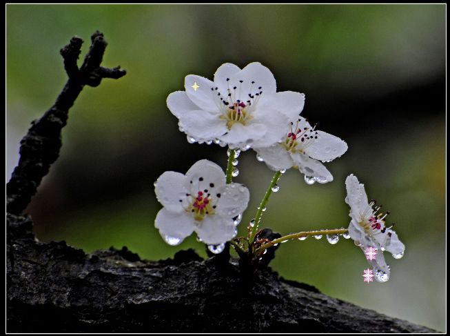 生活感悟:在尘埃中开出美丽的花