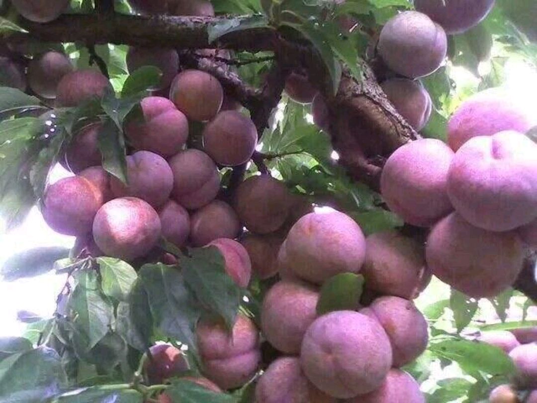 北方地区栽培三华李,保花保果促结果,增产增收的技术知识分享