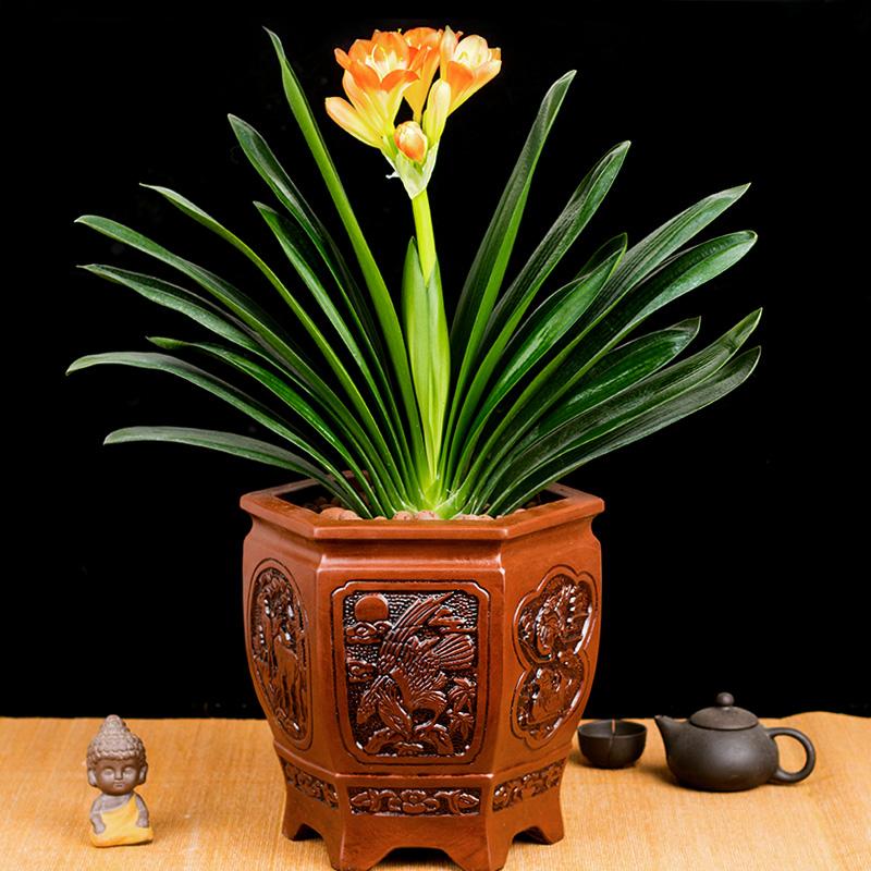 这3种花夜间释放氧气,放在卧室空气好,可多养几盆