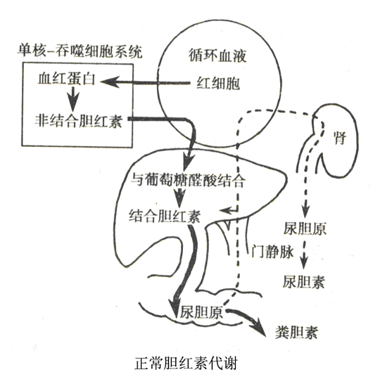 胆红素正常代谢示意图图片