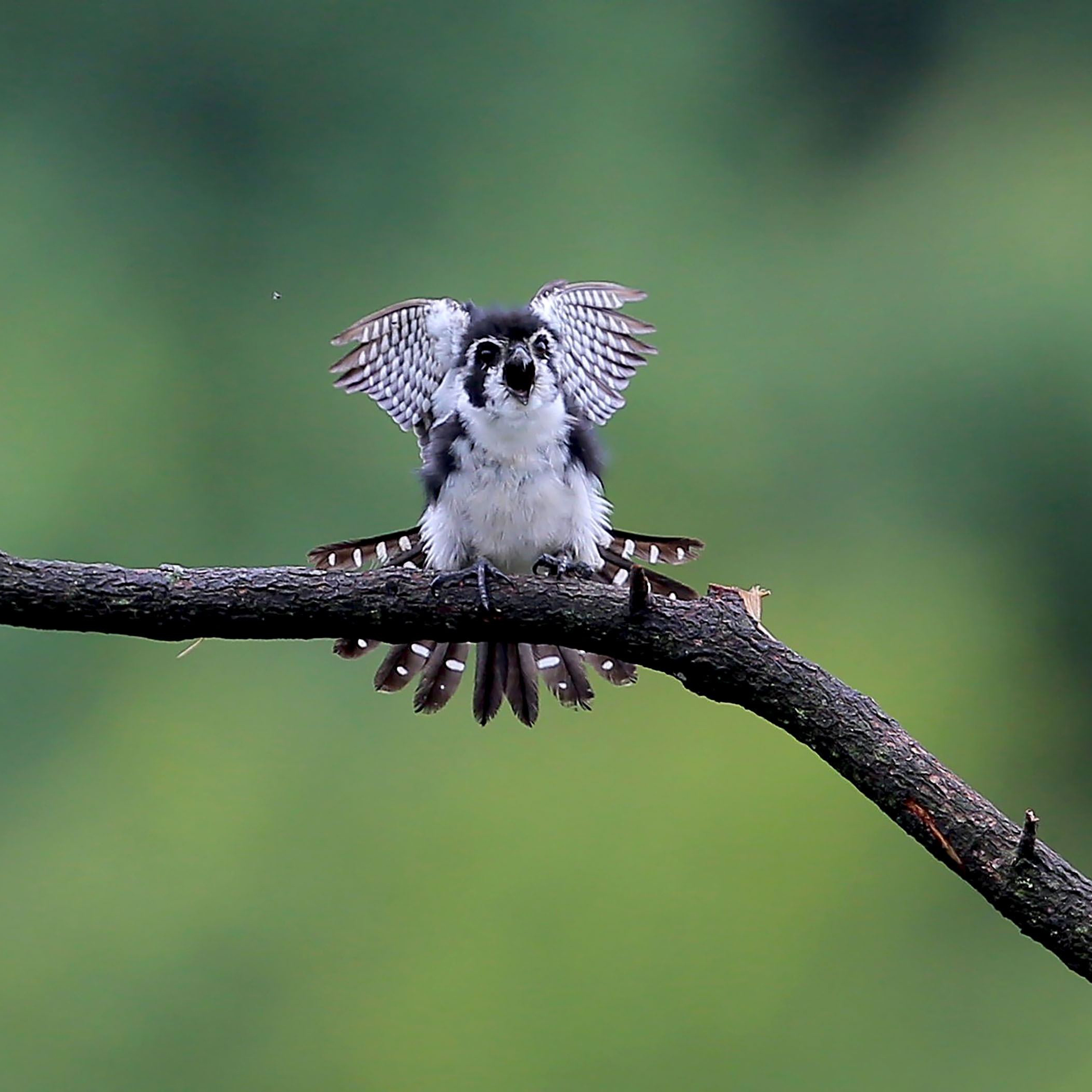 熊猫鸟的学名是白腿小隼,一般体长17—19厘米,体重50克左右,属于小型