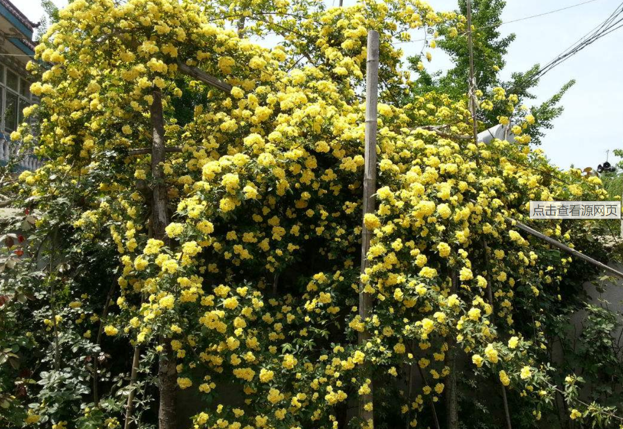 家里有院子的种什么花好?爬藤带花黄木香,庭院养殖不二之选