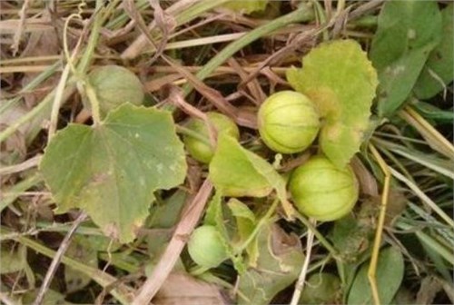 马铺蛋里没有蛋,是袖珍小西瓜,村里人叫它马泡