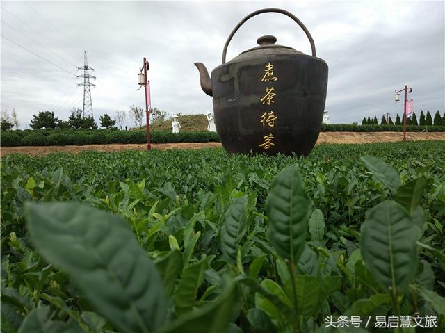 歌美茶香!海青茶博园激情歌唱