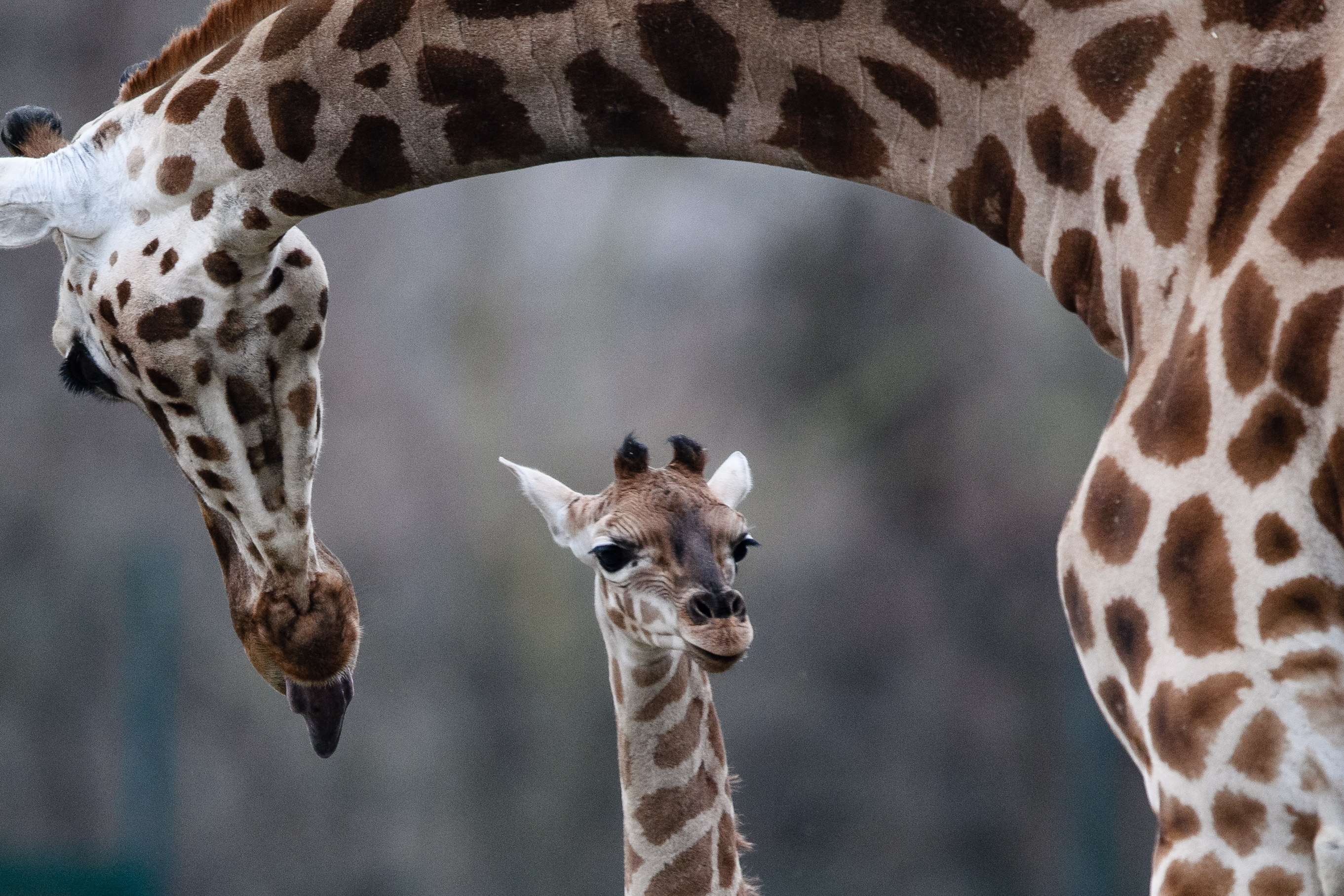 小长颈鹿"埃拉"