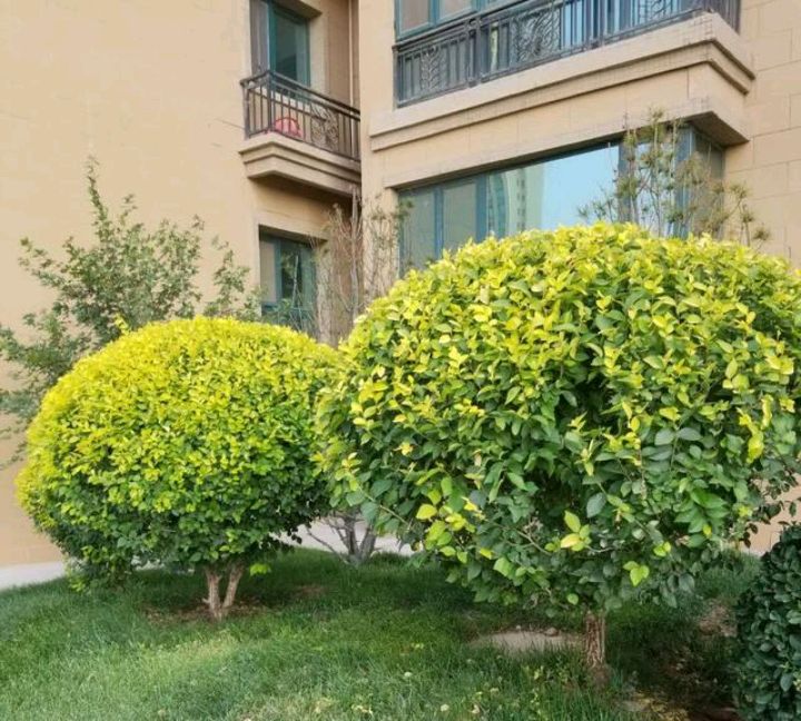 园林中常见的几种树球造型植物,你能全部叫出名字吗?