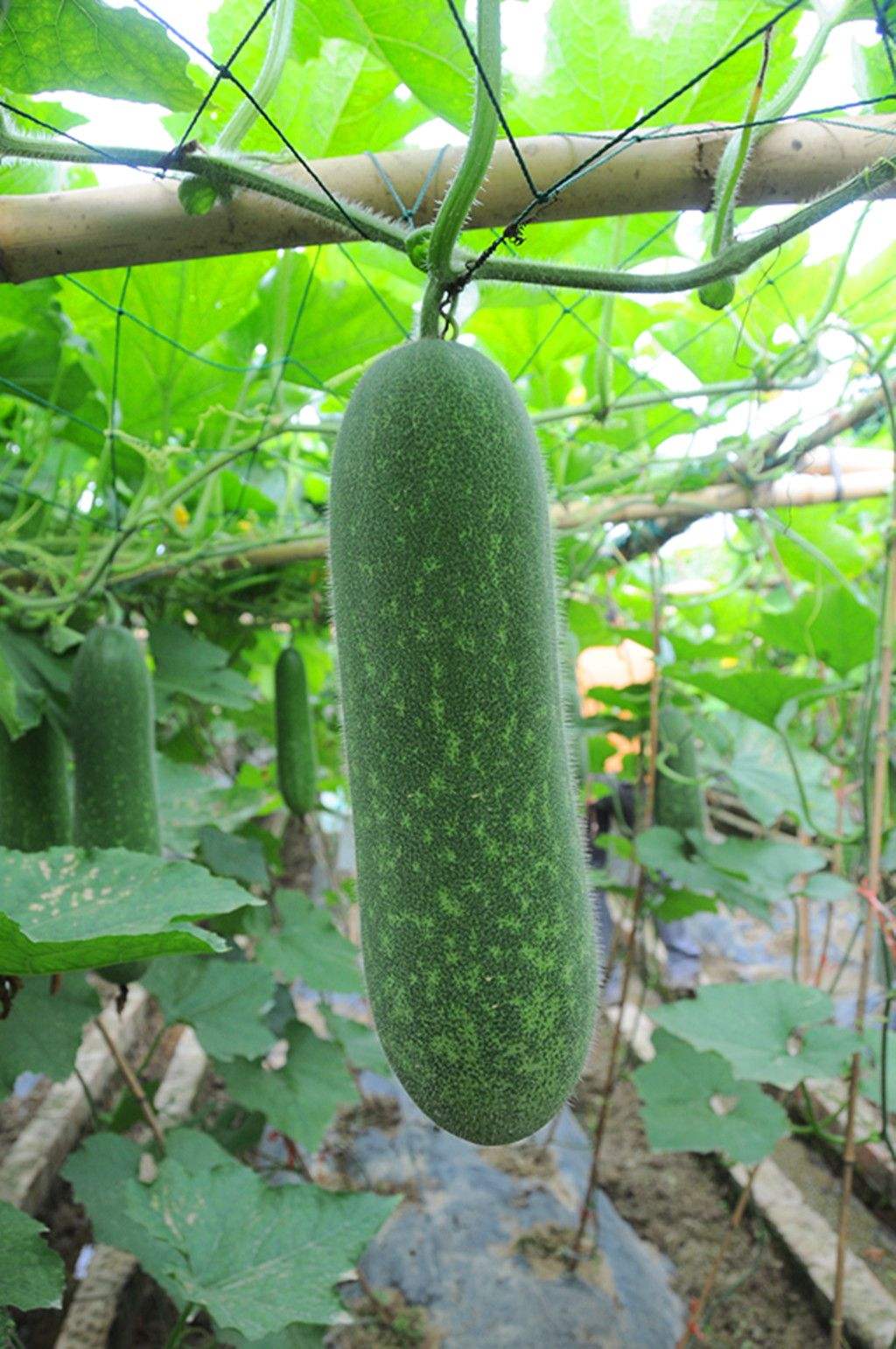 节瓜种植方法介绍,这4点是种植的成功的关键,尤其是对新手来说