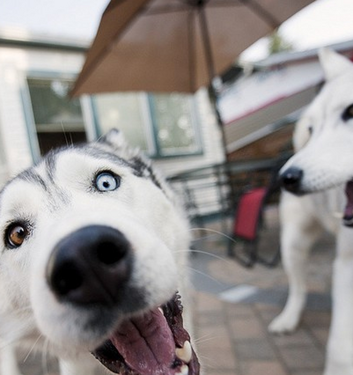 爆笑动物图片:二货小哈抢镜ing,忒喜感了.