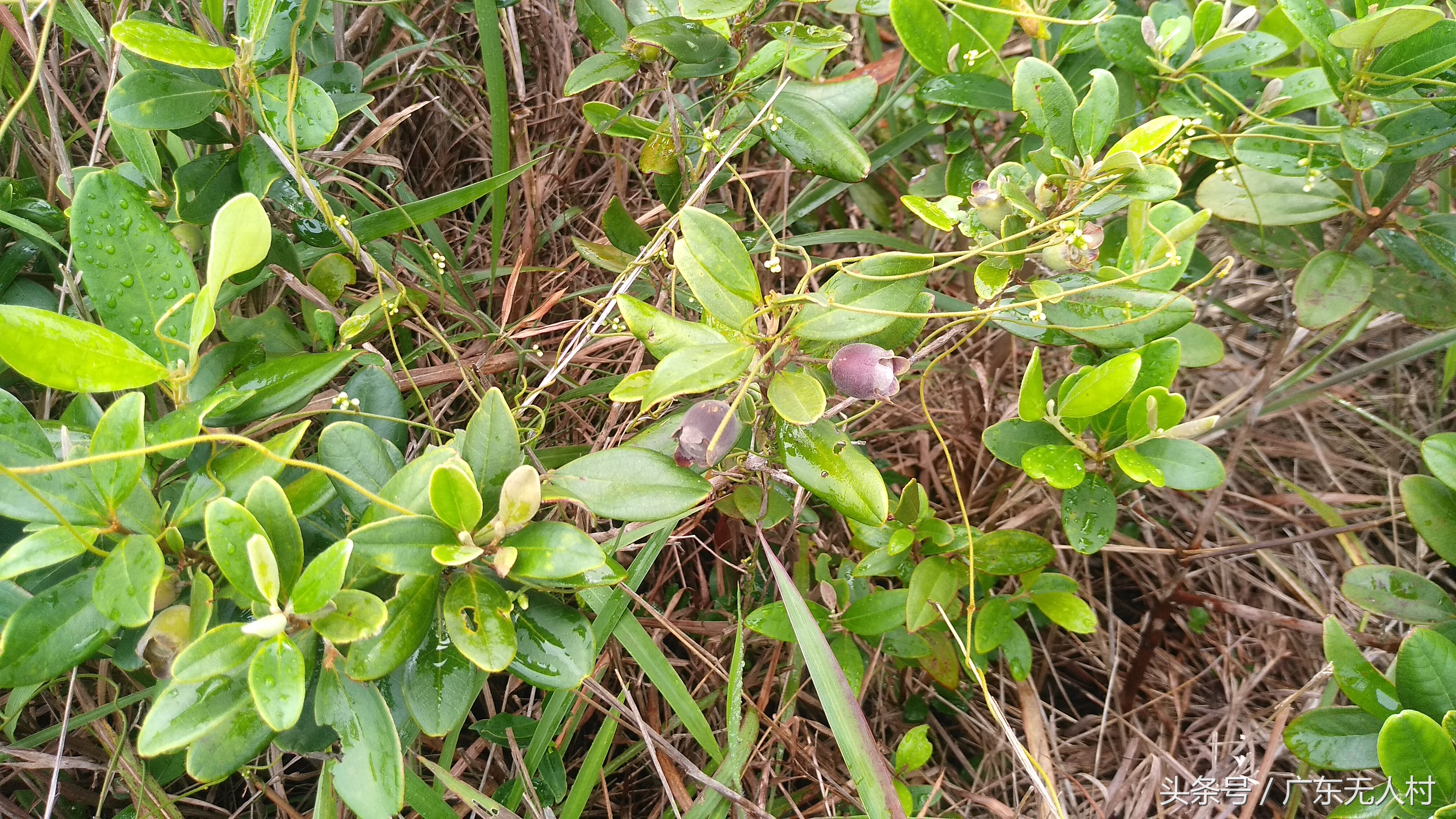 今年深圳山上的山稔子(多尼)还没成熟吗?你们谁摘到了!
