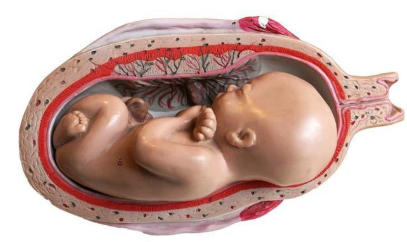 孕中期夫妻亲热,胎儿安全吗?若出现过这种情况,尽量忍忍吧