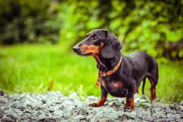 腿短的小猎犬,没有威风凛凛就只能萌萌哒了