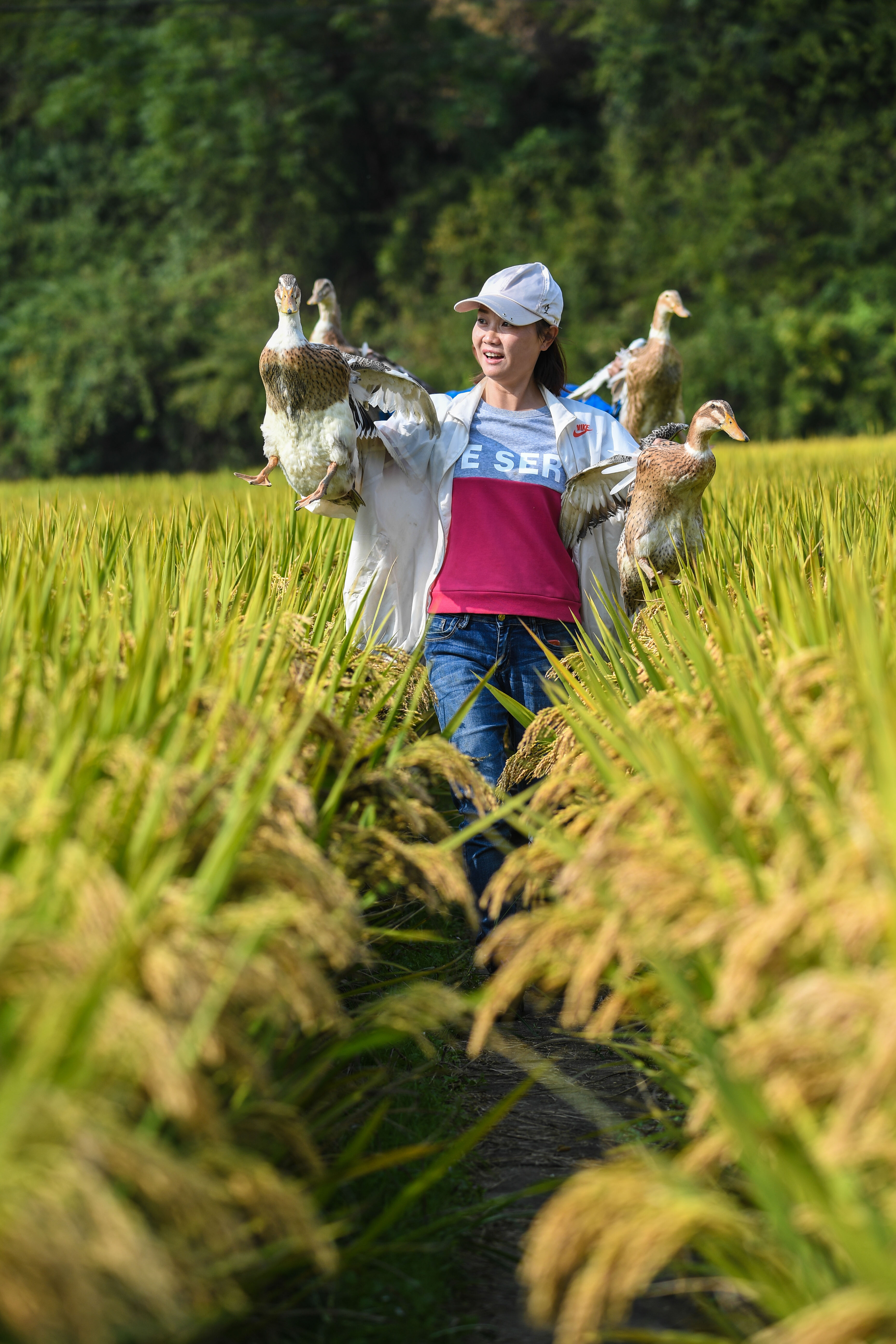 杭州臨安:山區生態稻米喜迎豐收(5)