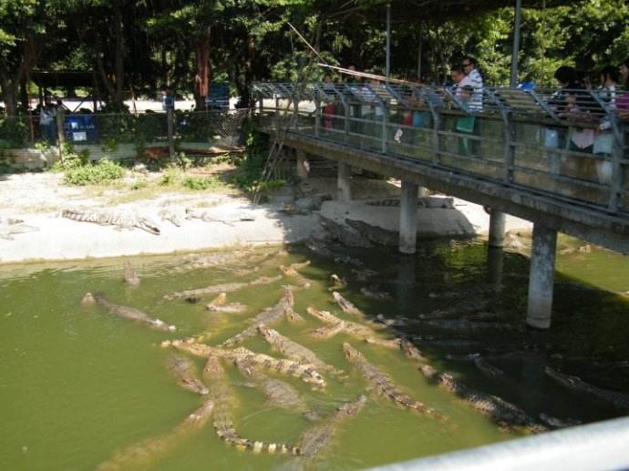 廣州長隆鱷魚公園遊記