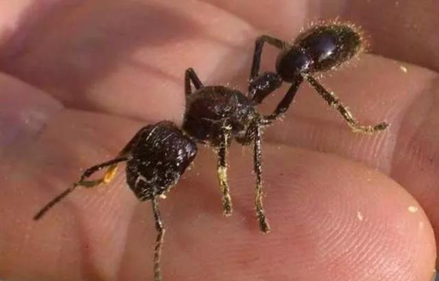世界上最毒的蚂蚁,体型是普通蚂蚁的5倍,被它咬后像中弹一样!