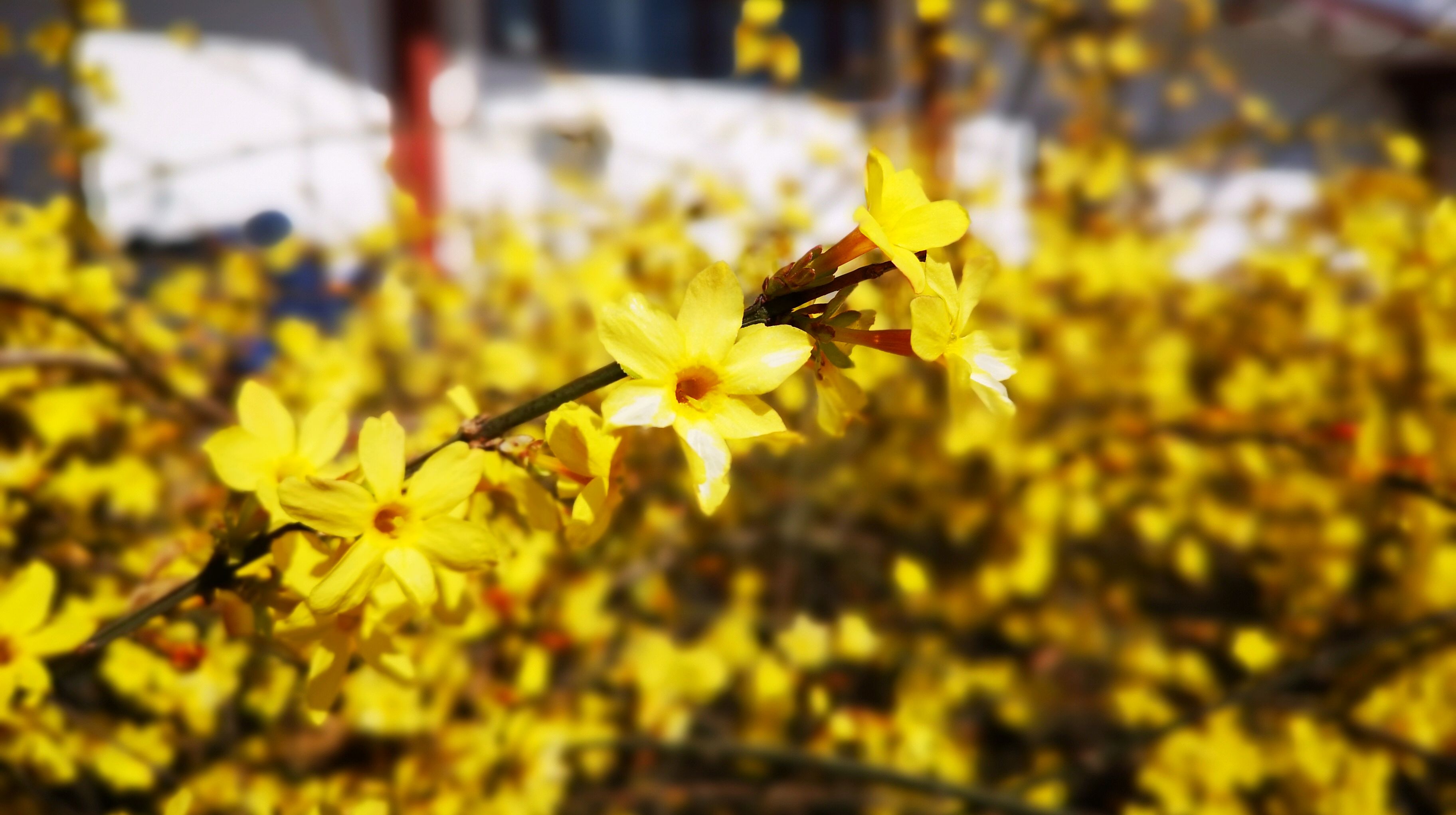 三月迎春花图片