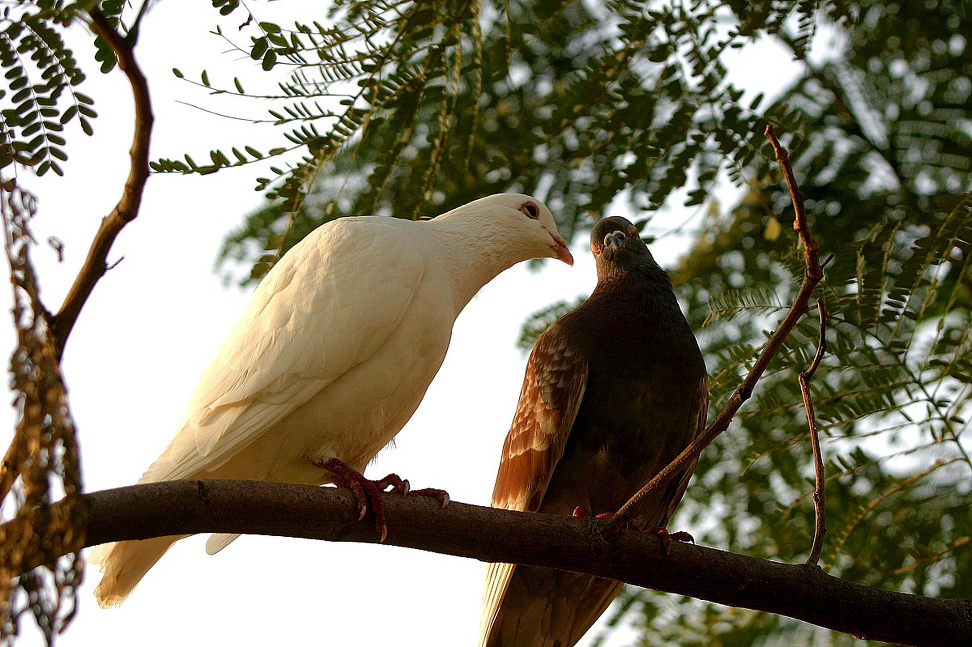 且不论张天昊是不是"什么都好",起码"不爱讲话"这个论断绝对言不符实
