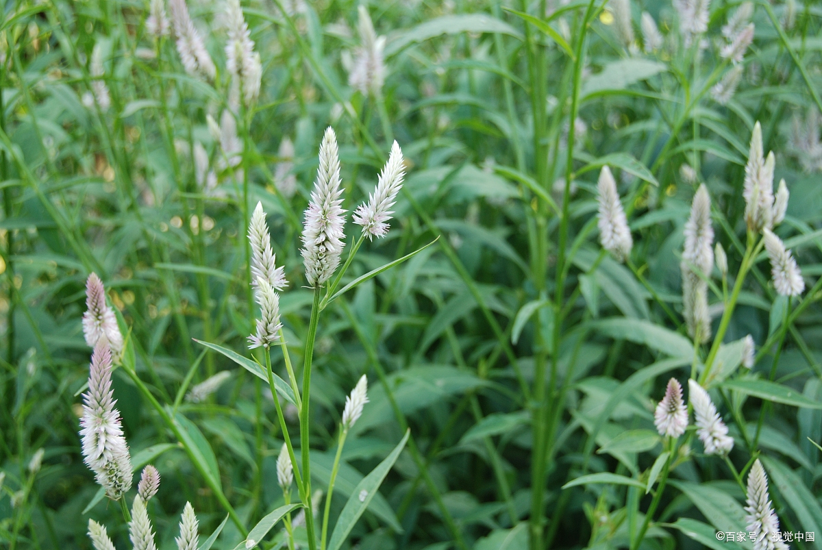 山中野草知多少……青葙
