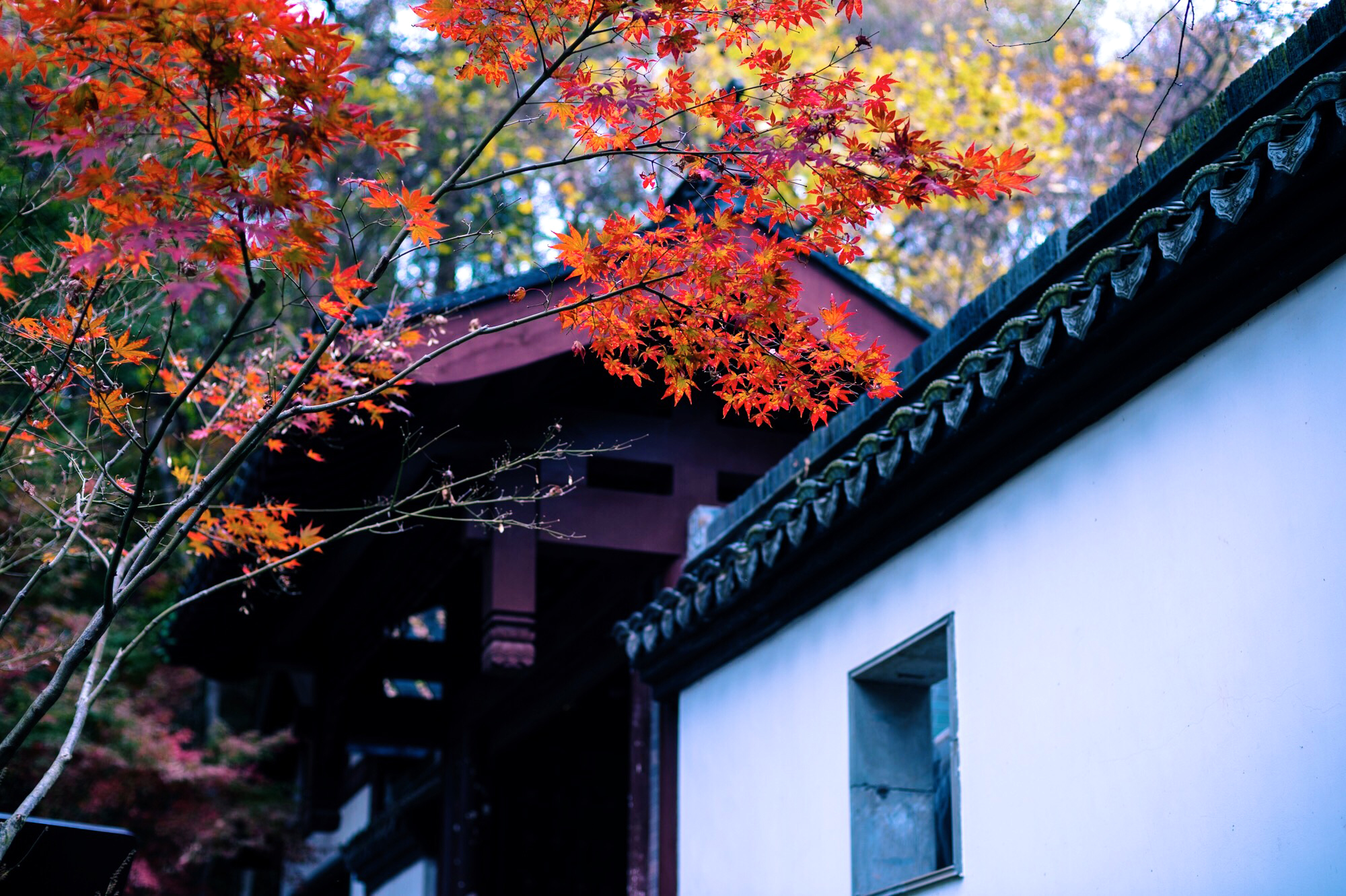 相比红叶谷显得就比较低调了,少有人去这里,但正是枫岭满山的火红枫叶