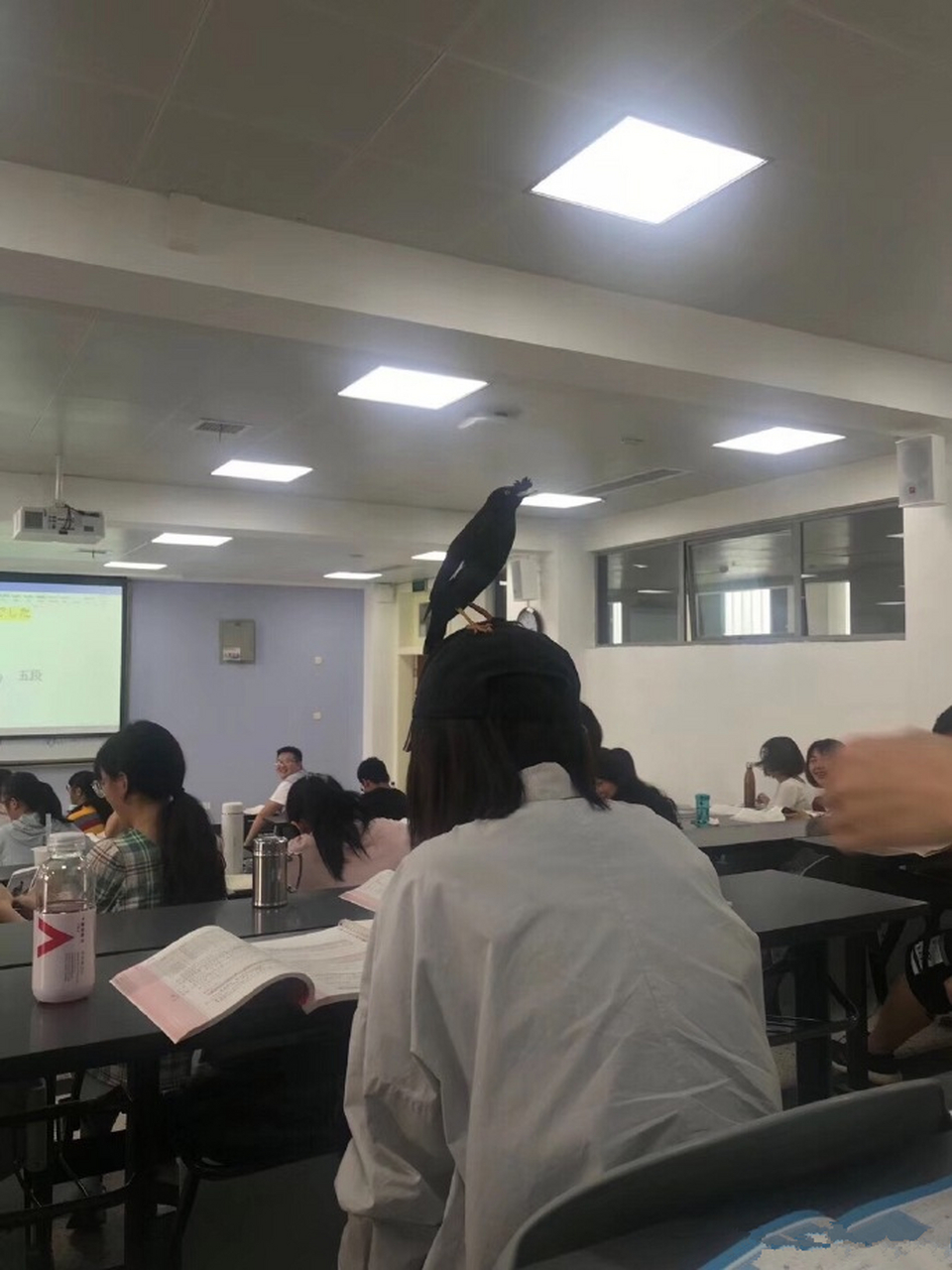 萌宠# 三眼乌鸦?这鸟好嚣张! #萌爪星球